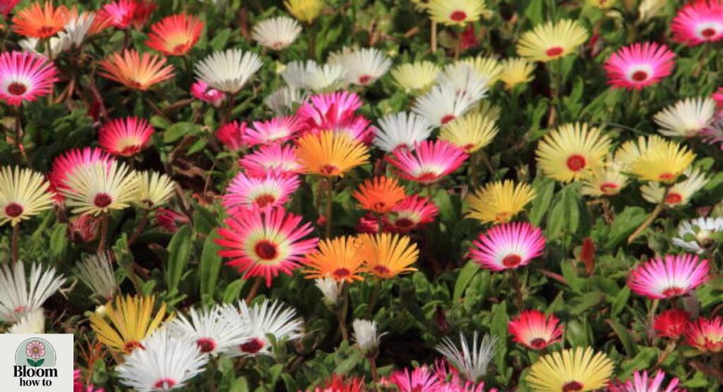 Livingstone Daisy