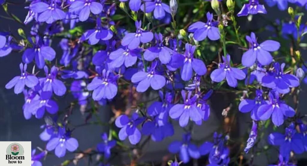 Lobelia 