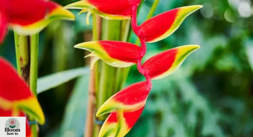 Lobster Claw (Heliconia) 