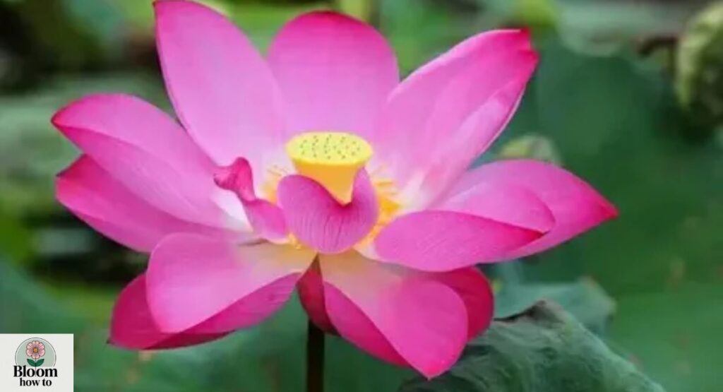 Lotus (Nelumbo)