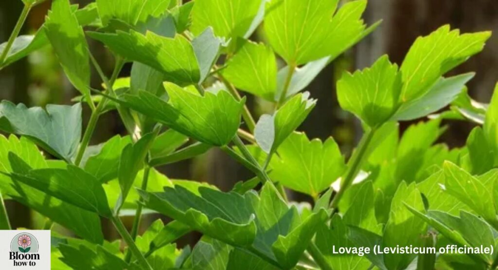 Lovage (Levisticum officinale)