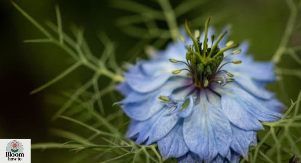 Love-in-a-Mist (Nigella damascena) 