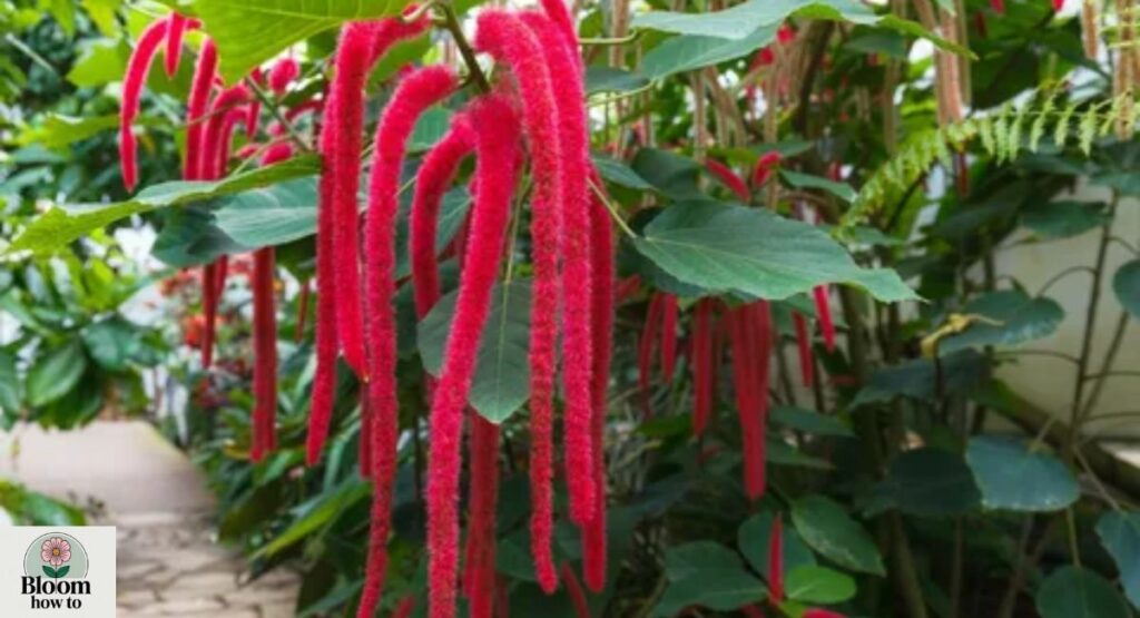 Love Lies Bleeding (Amaranthus caudatus)