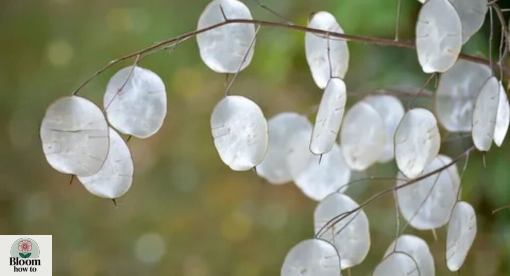 Lunaria (Money Plant)