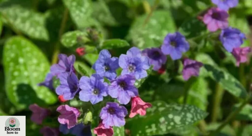 Lungwort (Pulmonaria)
