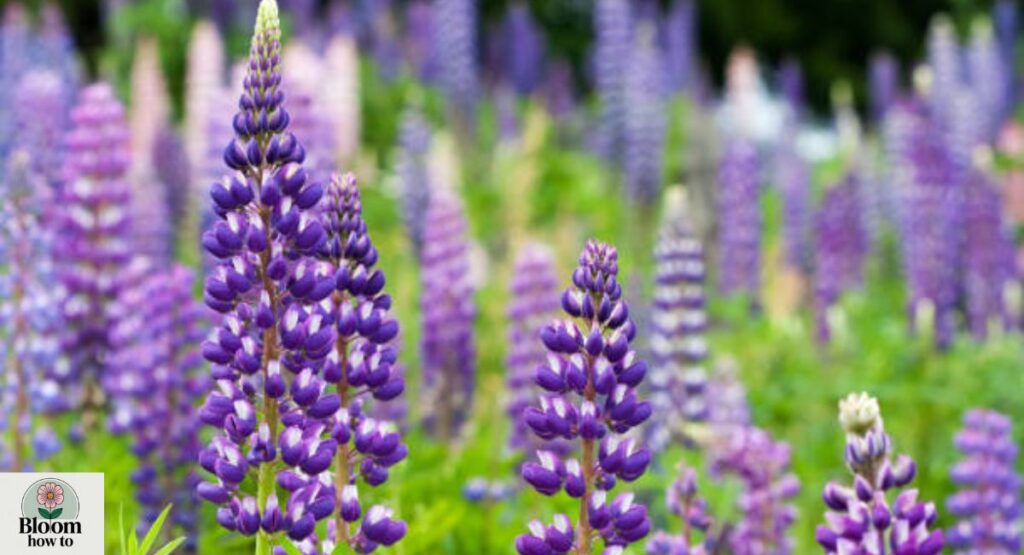 Lupine (Lupinus)