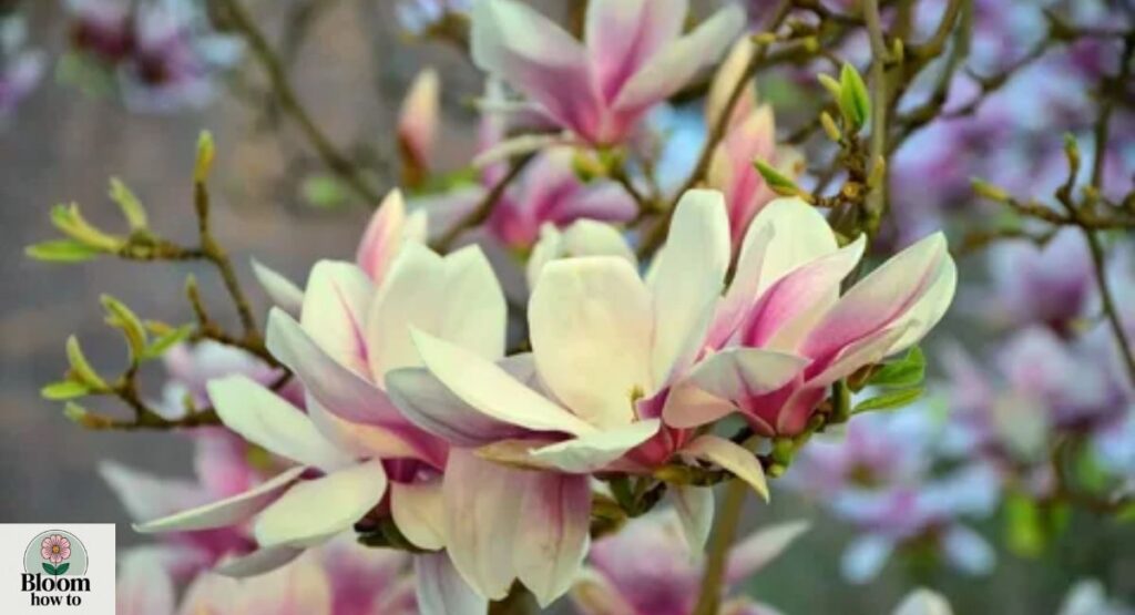 Magnolia 