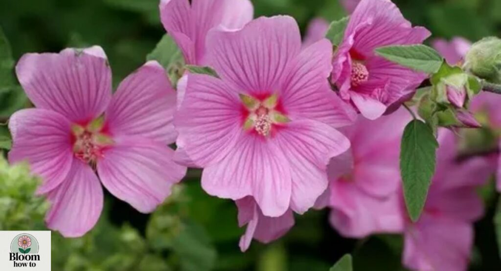 Mallow