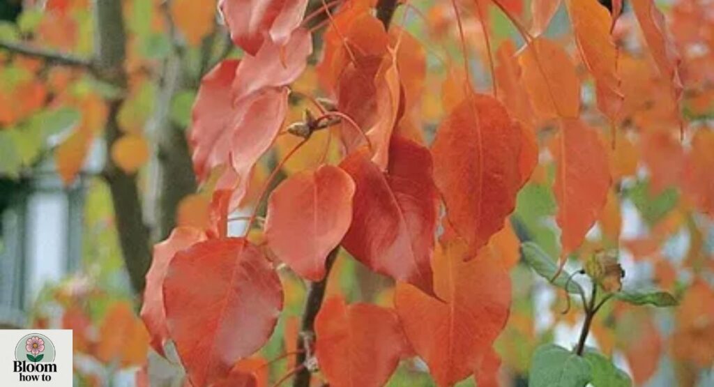 Manchurian Pear