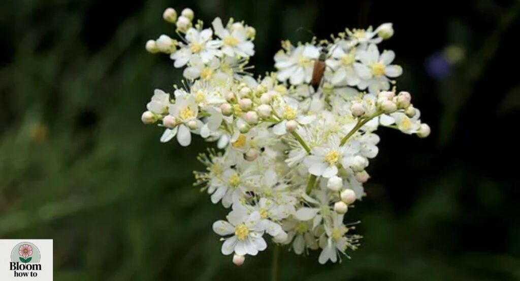 Meadowsweet
