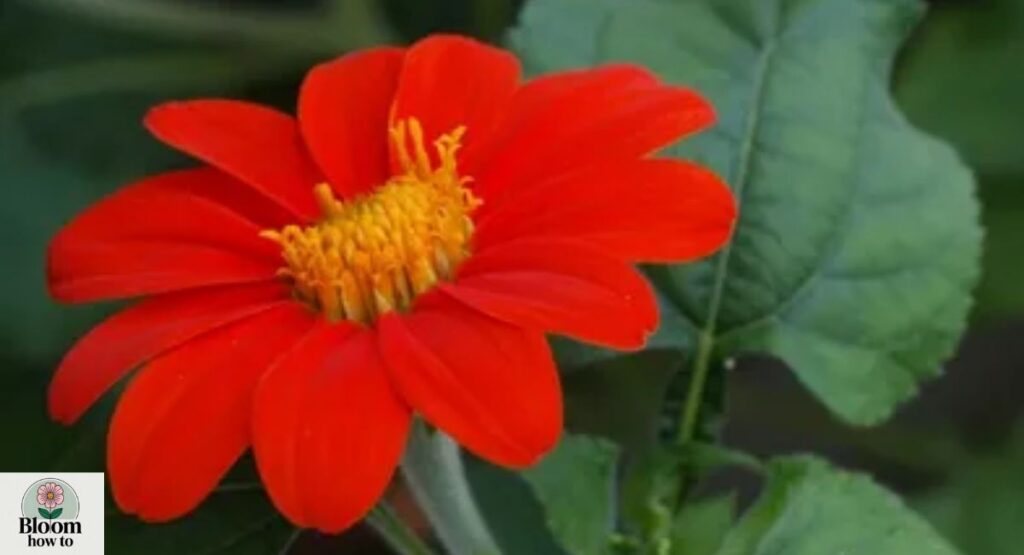 Mexican Sunflower 