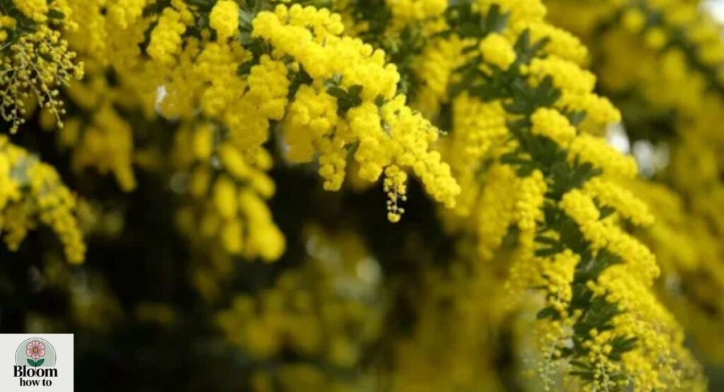 Mimosa
