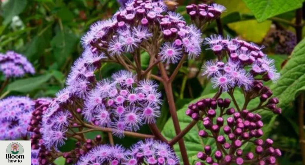 Mistflower