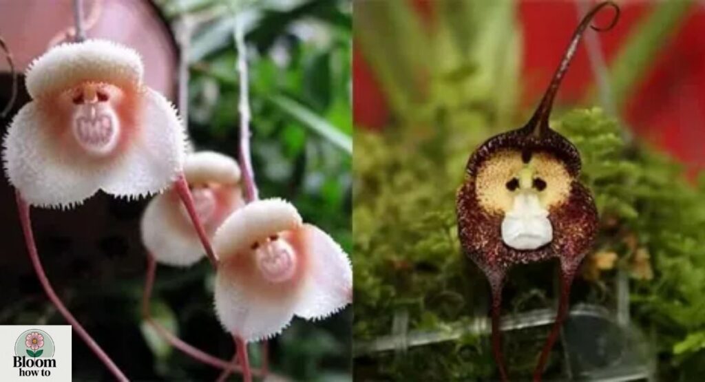 Monkey Orchid 