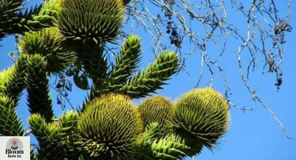 Monkey Puzzle Tree
