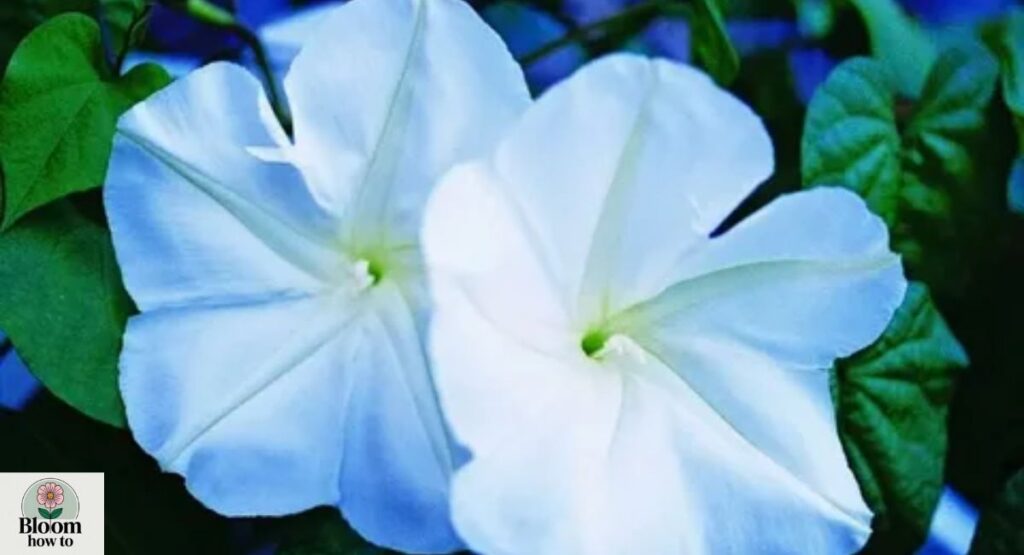 Moonflower 