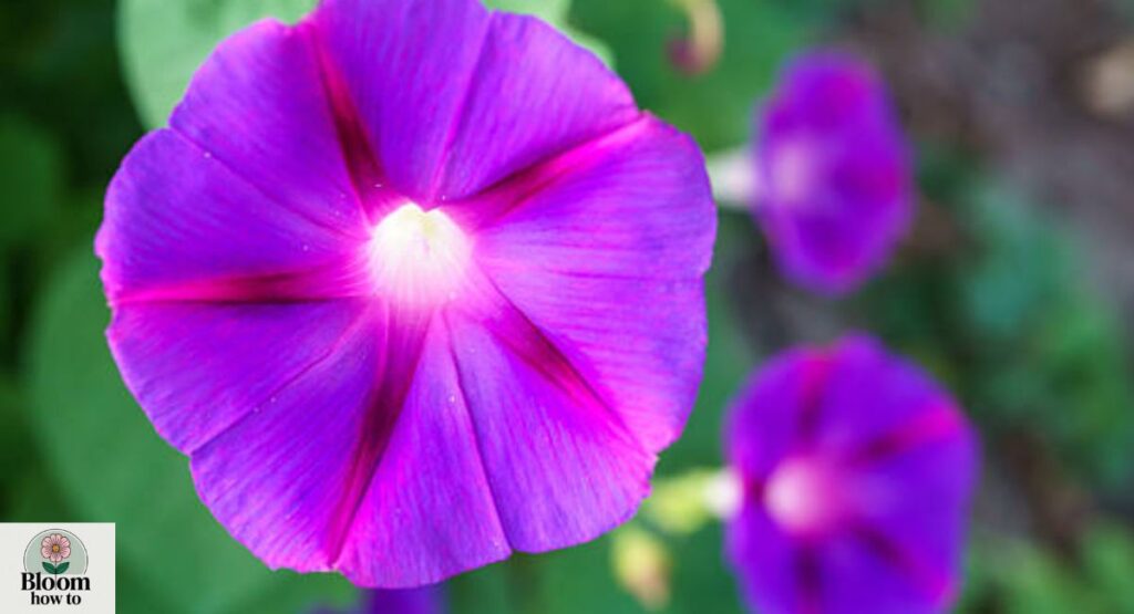 Morning Glory 