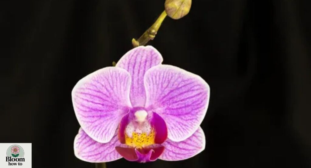 Moth Orchid