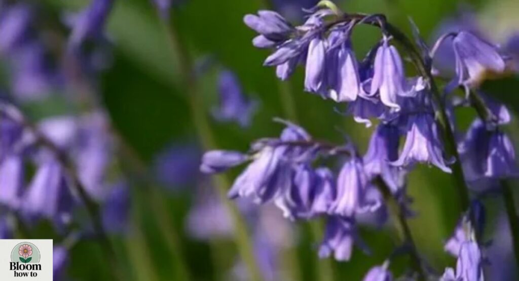 Mountain Bluebell