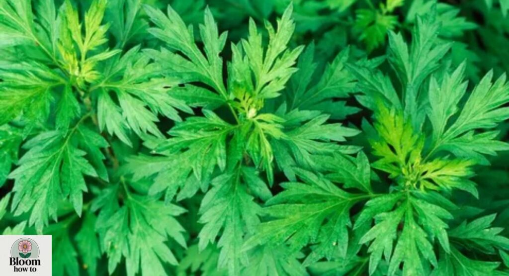 Mugwort