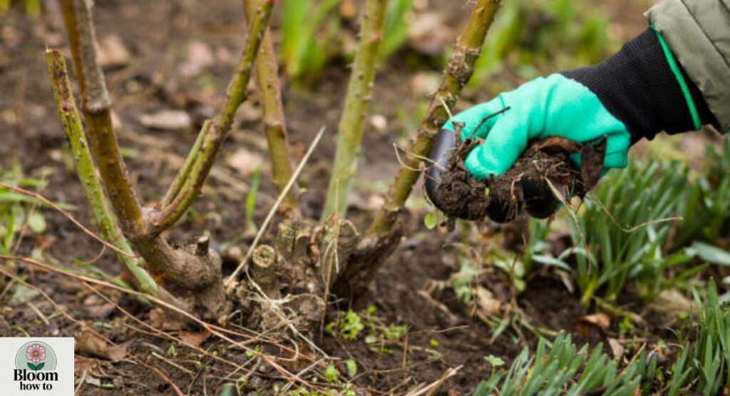Mulching and disease checks 