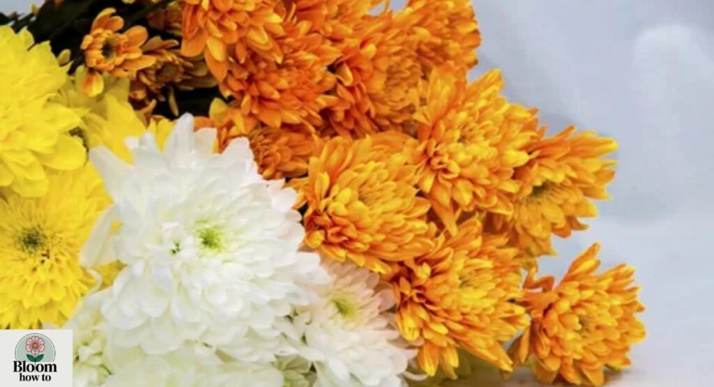 (Mums) Chrysanthemums