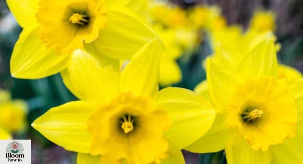 Narcissus