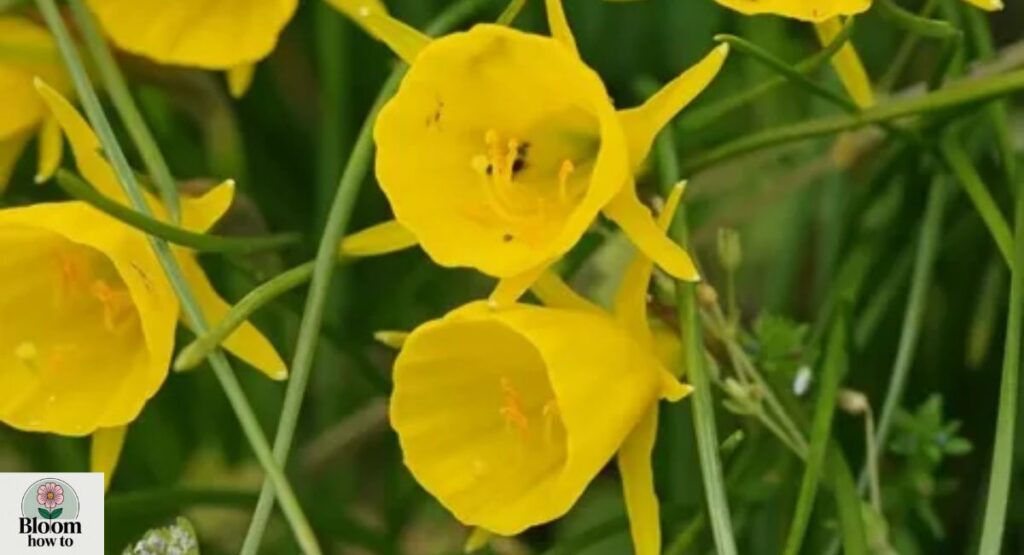 Narcissus bulbocodium