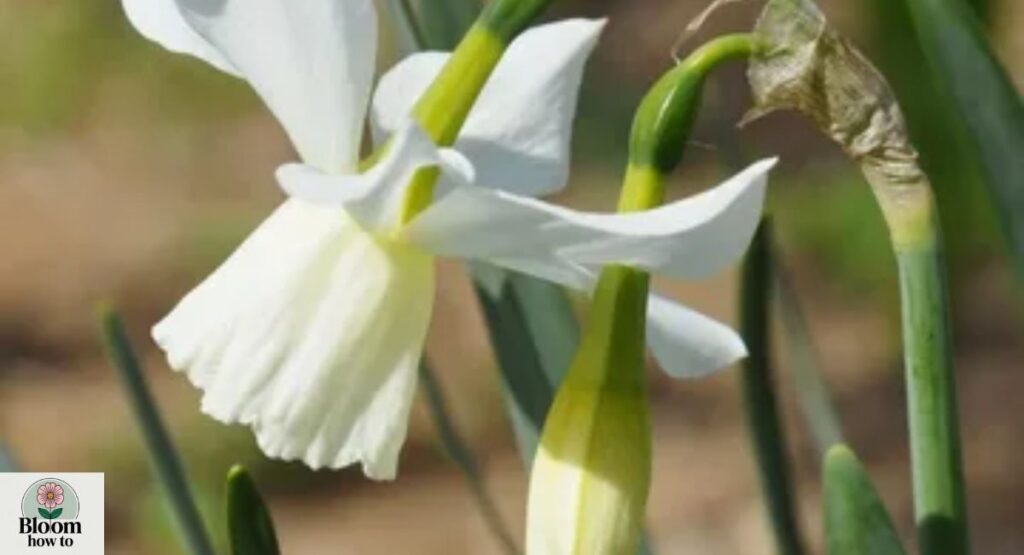 Narcissus triandrus