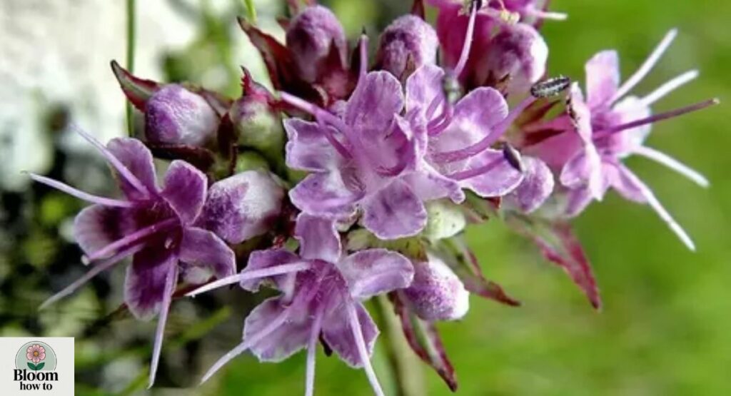 Nardostachys jatamansi