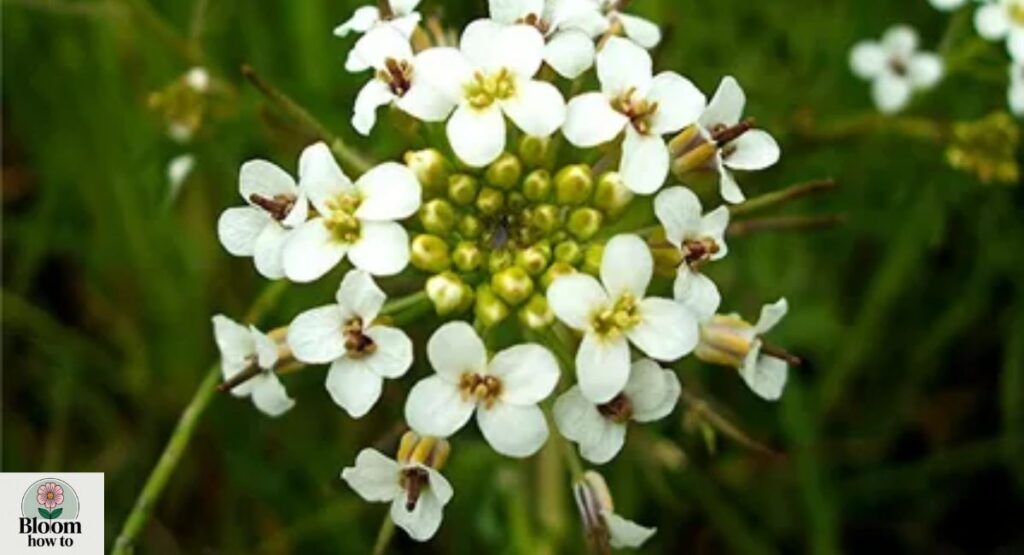 Nasturtium officinale