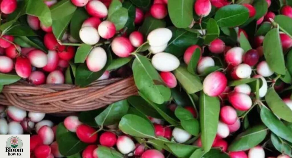 Natal Plum