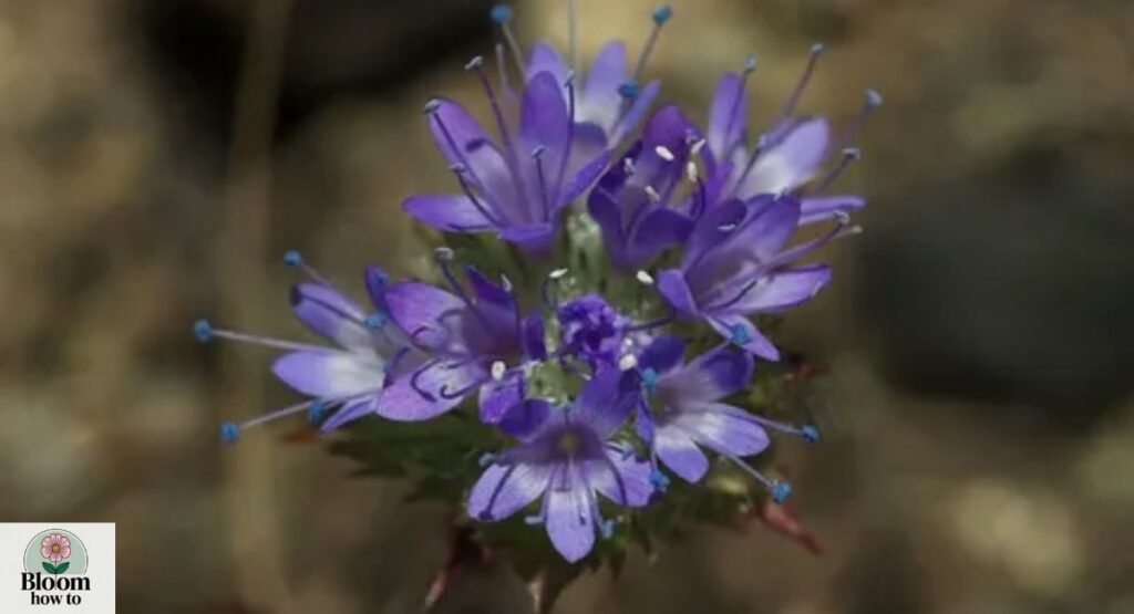 Navarretia