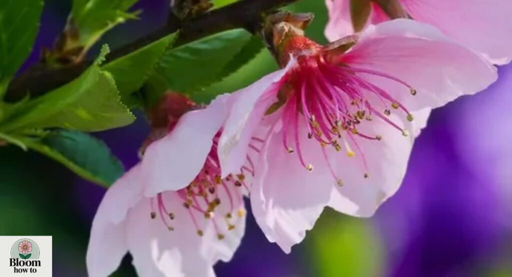 Nectarine Blossoms