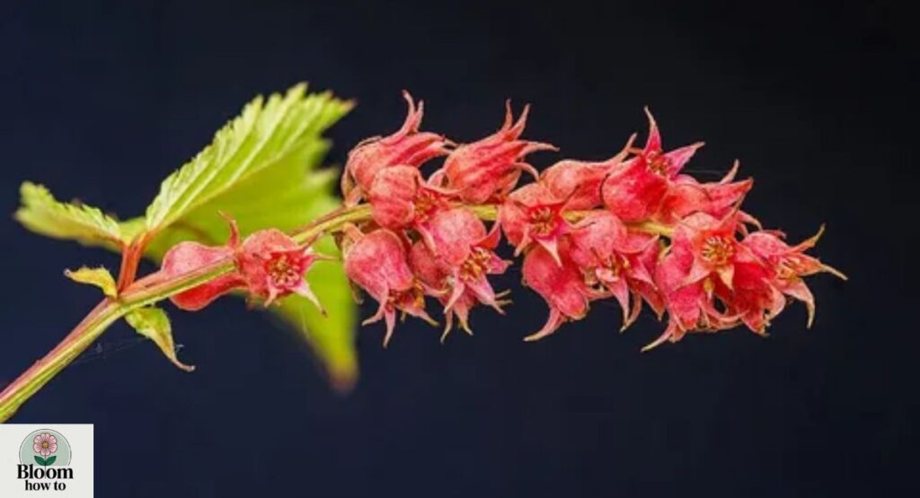 Neillia