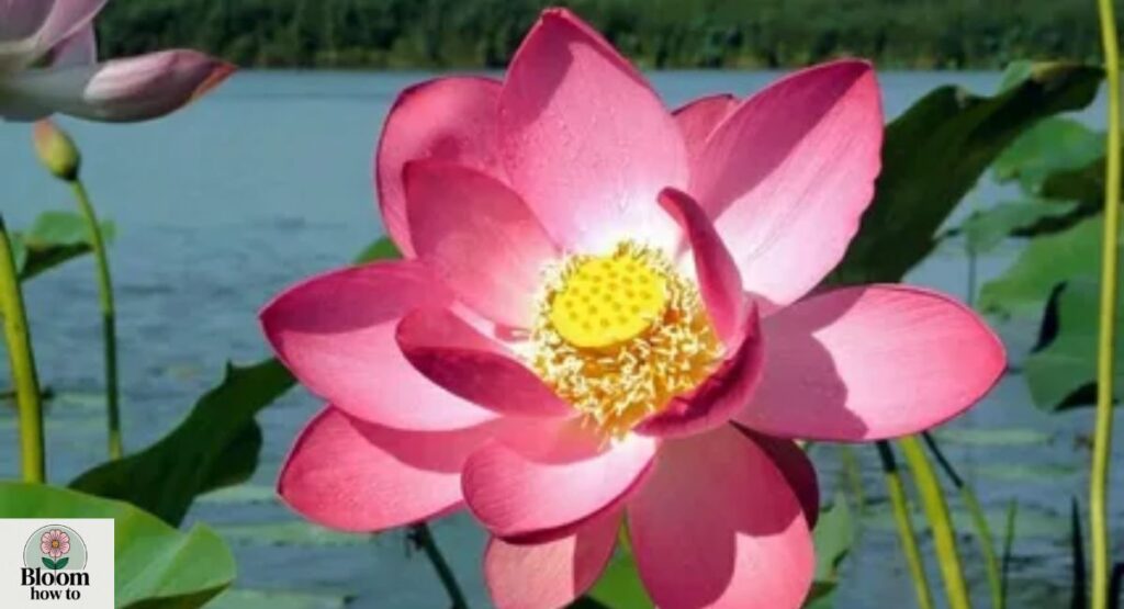 Nelumbo nucifera
