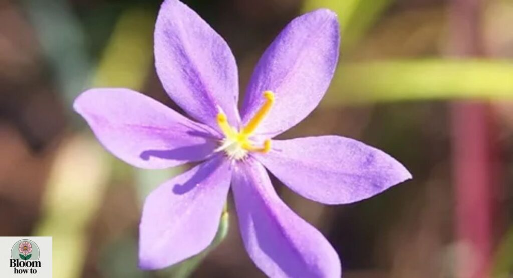 Nemastylis gracilis