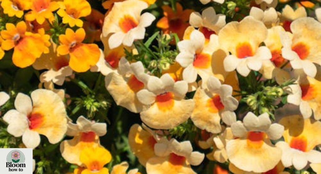 Nemesia