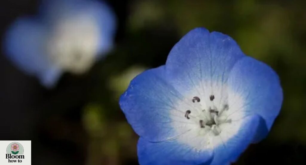 Nemophila