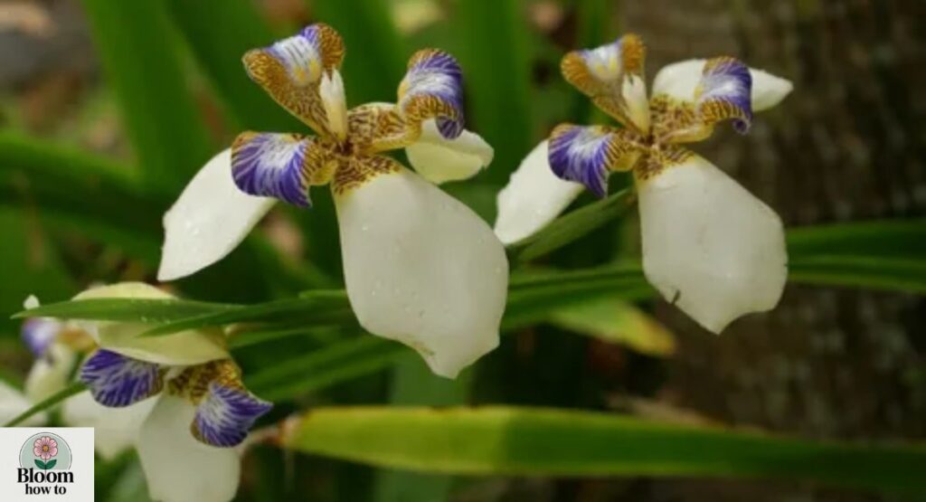 Neomarica gracilis