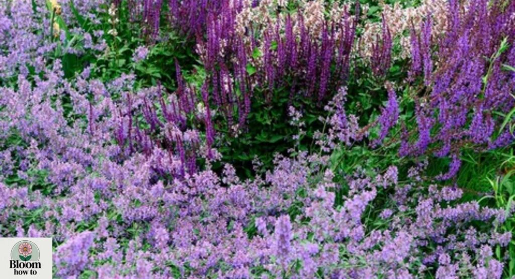 Nepeta faassenii