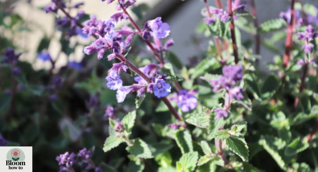 Nepeta mussinii