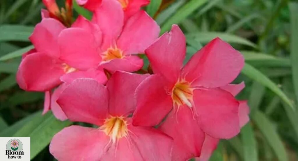 Nerium indicum