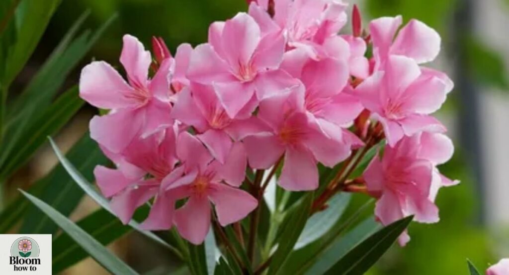 Nerium oleander  