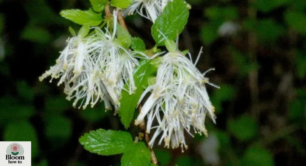 Neviusia alabamensis