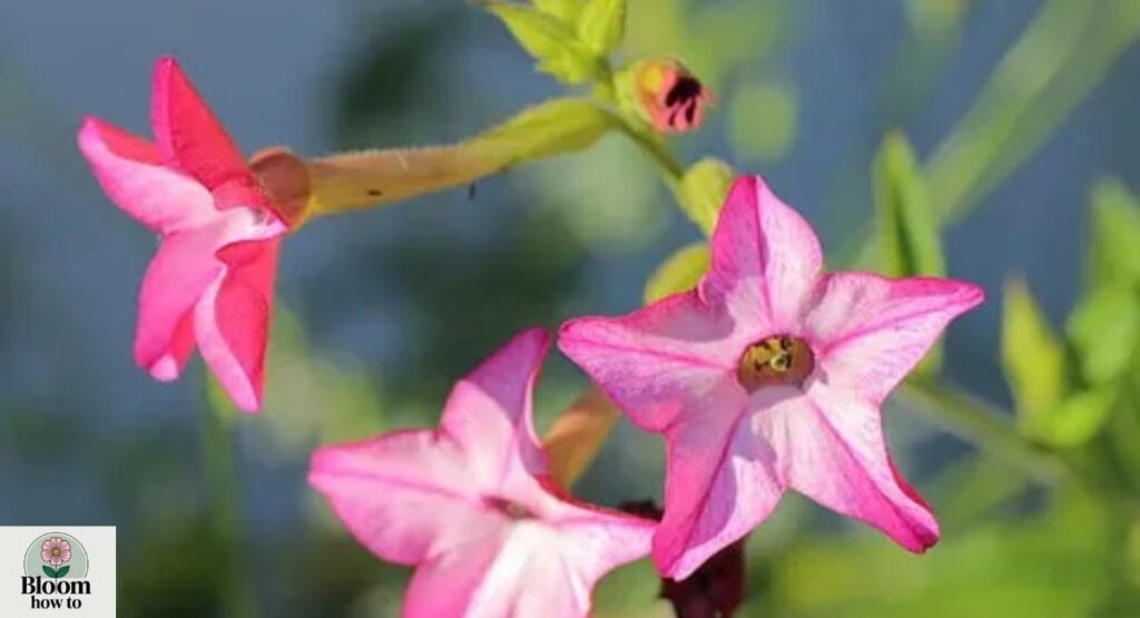 Nicotiana