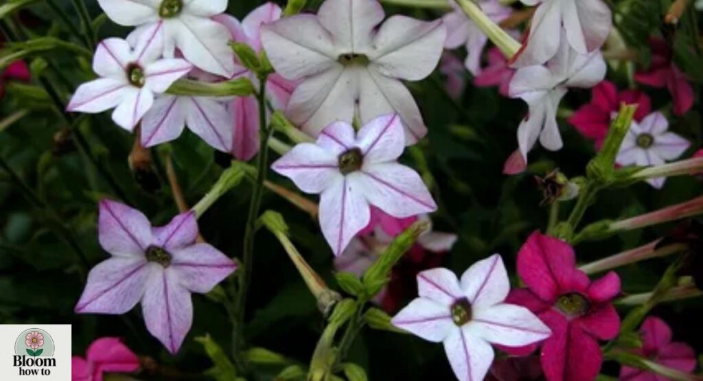 Nicotiana alata