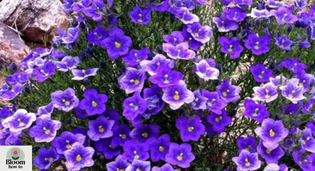 Nierembergia repens