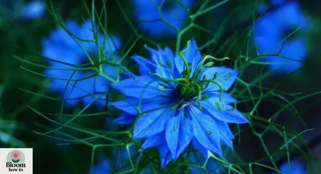 Nigella