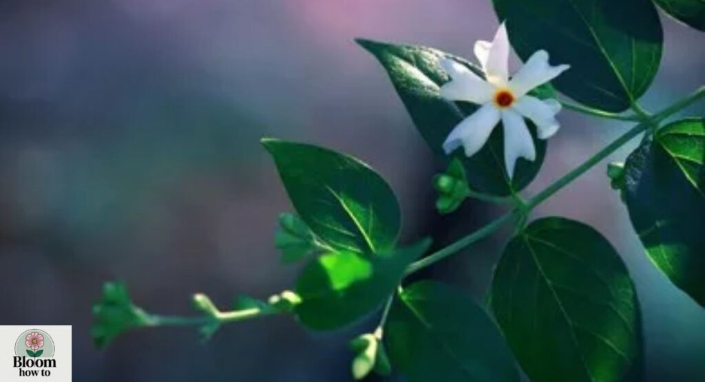 Night-Blooming Jasmine